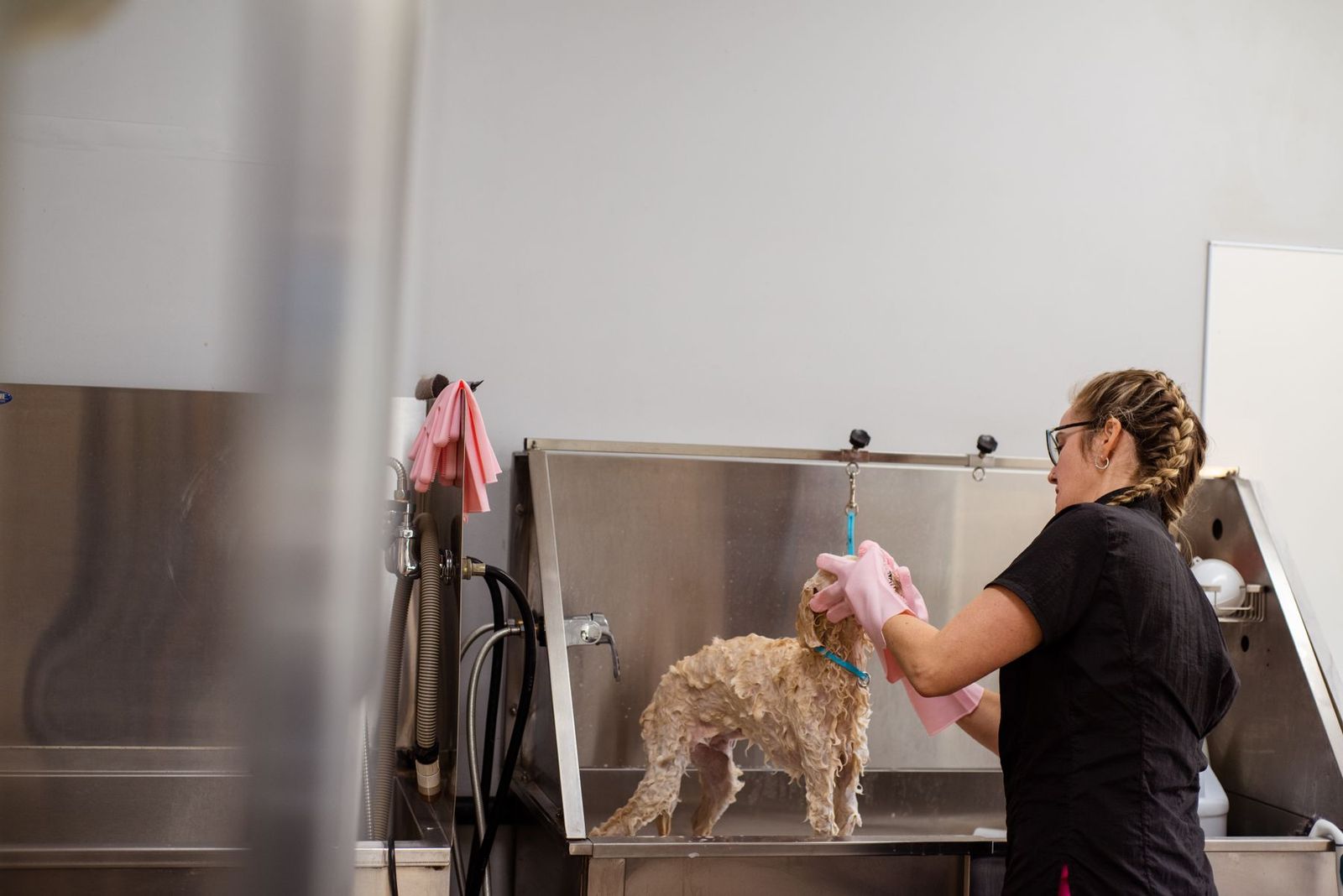 Kleiner Hund wird in der Pflegewanne gebadet
