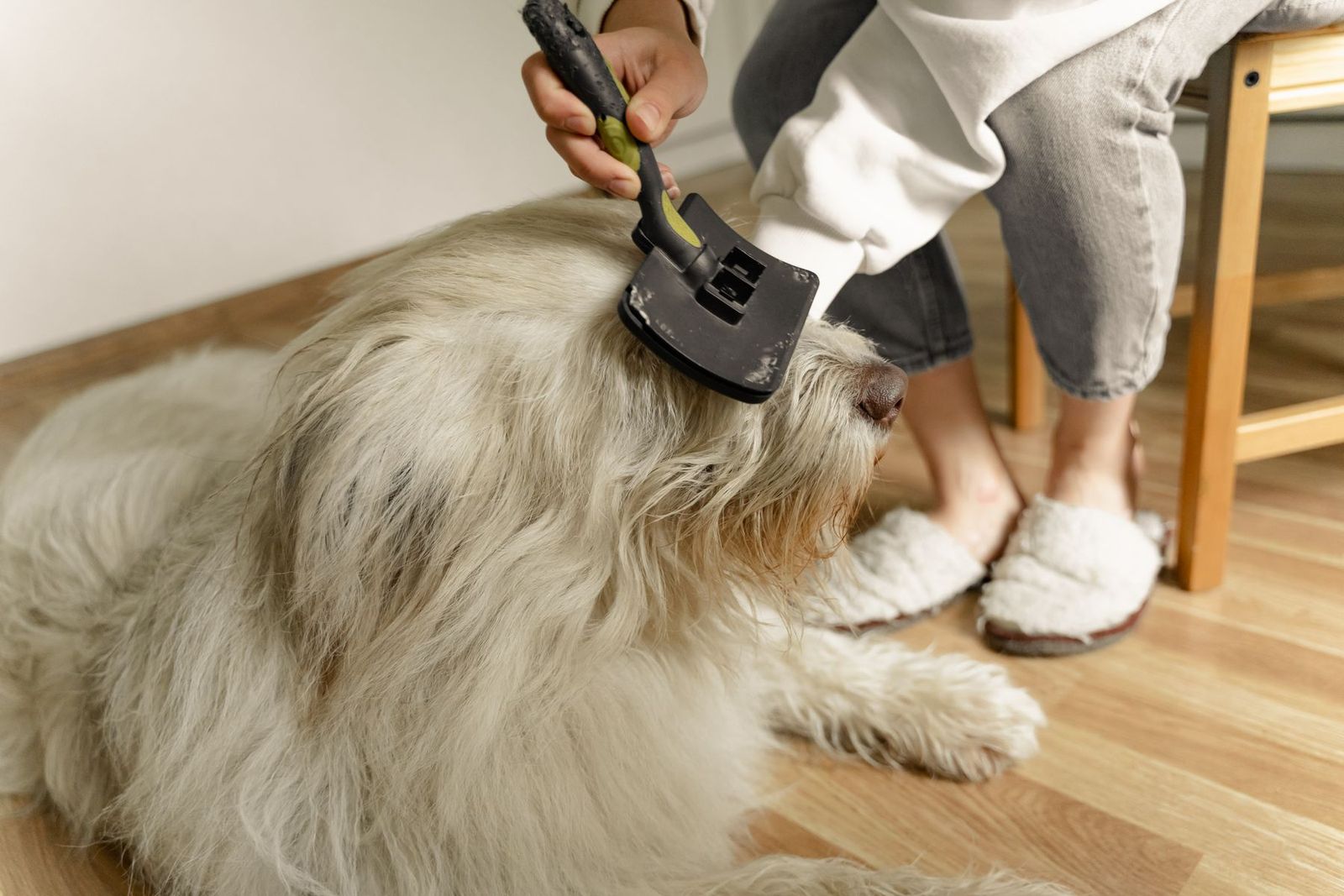 Großer, flauschiger Hund wird mit der Bürste gepflegt