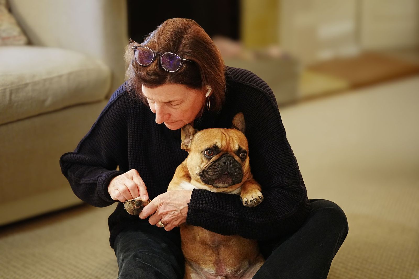 Krallen einer Französischen Bulldogge werden geschnitten