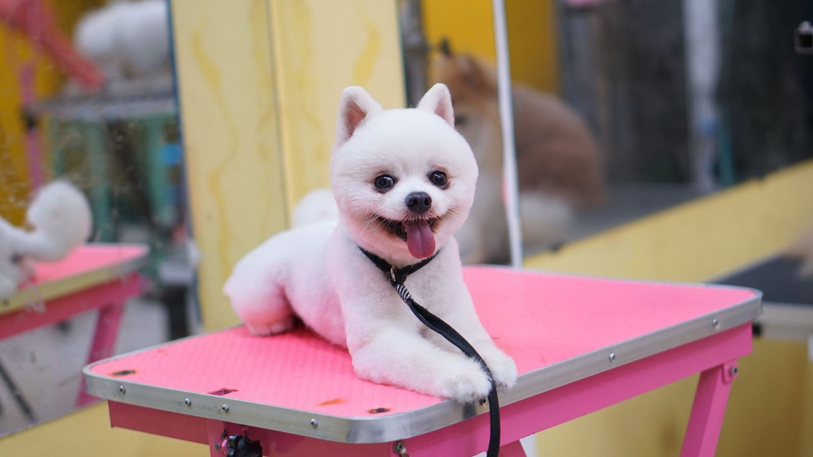 Frisch gepflegter Pomeranian auf dem Pflegetisch