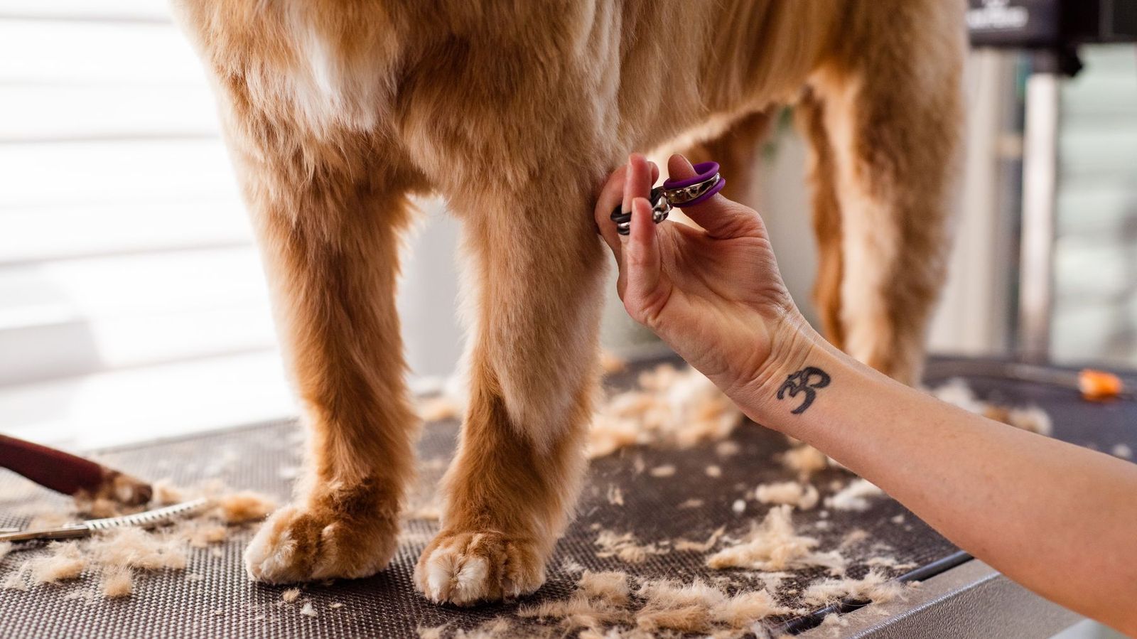 Schnitt mit der Schere am Bein eines Hundes